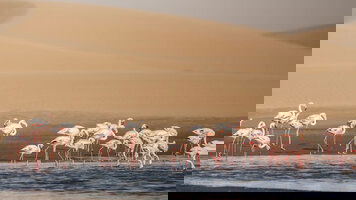 23 Day Africa: Cape Town To London (Norwegian Cruise Line)