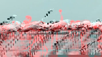 25 Day West Africa Passage (Regent Seven Seas)