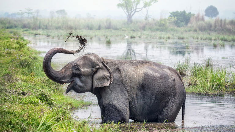 Elephant bathing, Chitwan National Park, Nepal Elephant bathing, Chitwan National Park, Nepal