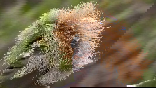 Cunard South Pacific Cruises