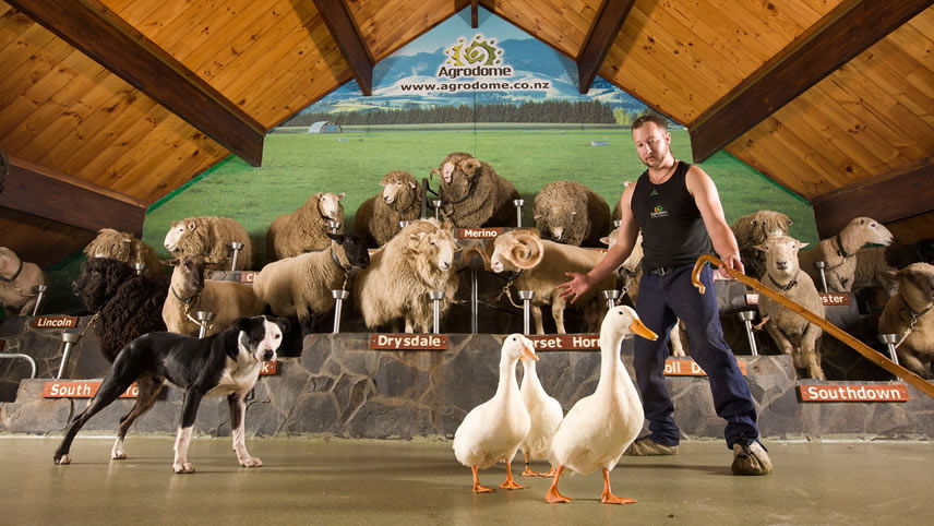 Agrodome, Rotorua