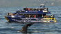 Whale Watching