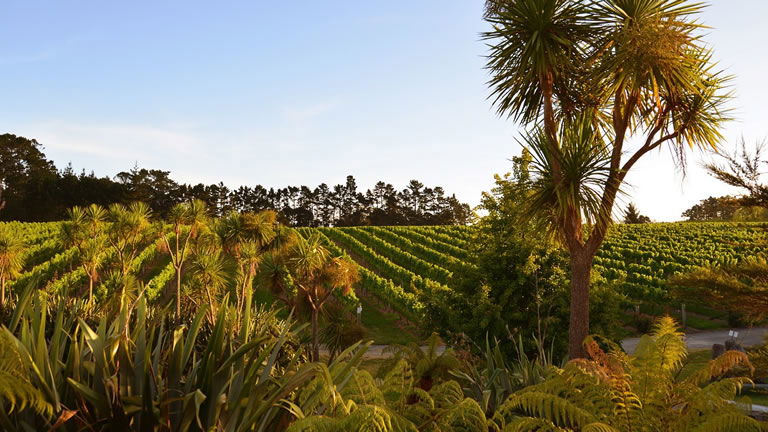 Explore North Island Wineries