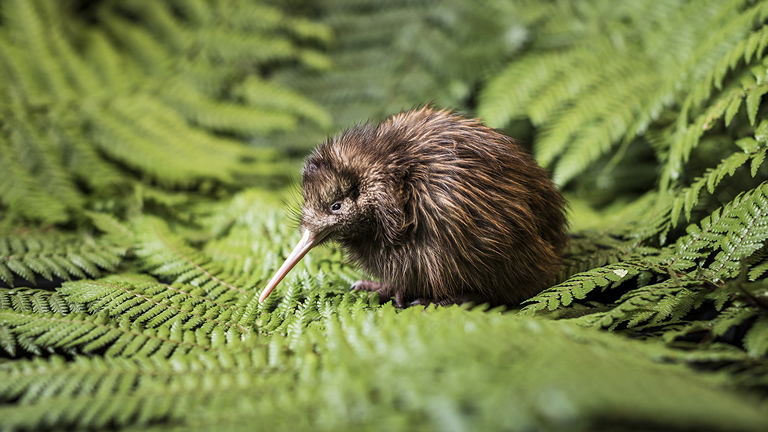 New Zealand Kiwi New Zealand Kiwi
