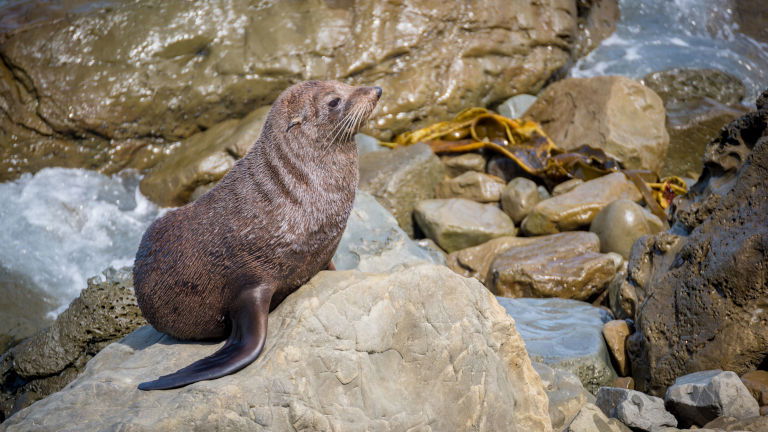 Seal sunning itself on a rock in Doubtful Sound New Zealand