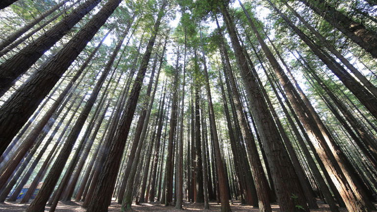Redwood Forest, Rotorua