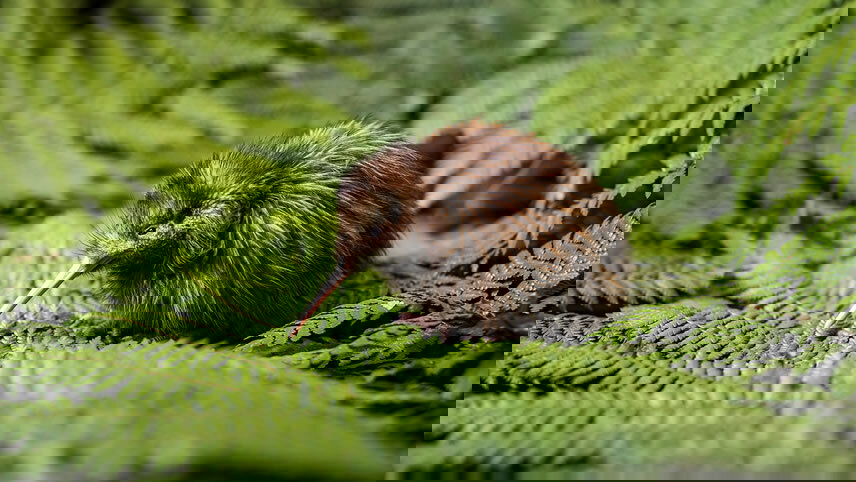 Contrasts of New Zealand