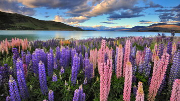 11 Day Signature South Island Solo Travellers (Grand Pacific)