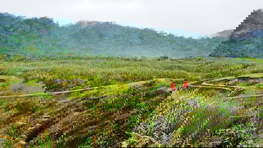 Signature Top of the South Island