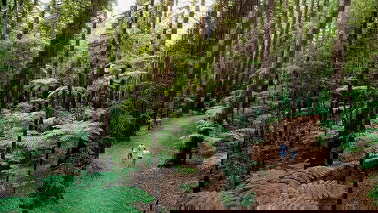 North Island Tours Tours)