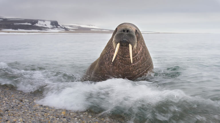 Glaciers & Wildlife of Svalbard