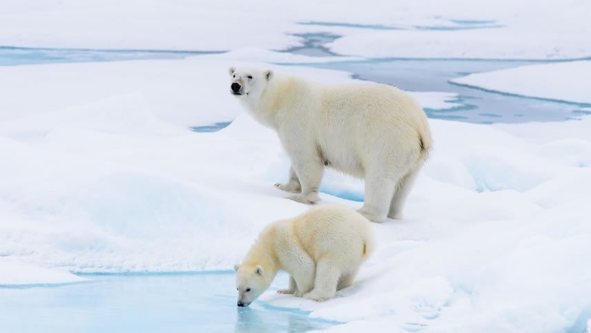 Spitsbergen And Polar Bears – An Arctic Adventure (Wednesday To Monday)