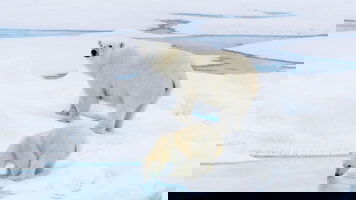 9 Day Svalbard In Summer - Under The Midnight Sun (HX Expeditions)