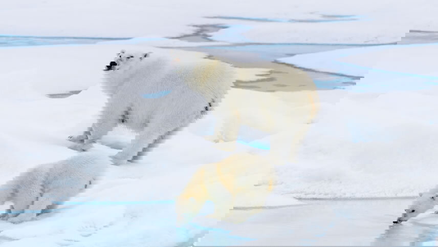 Svalbard Northern Region