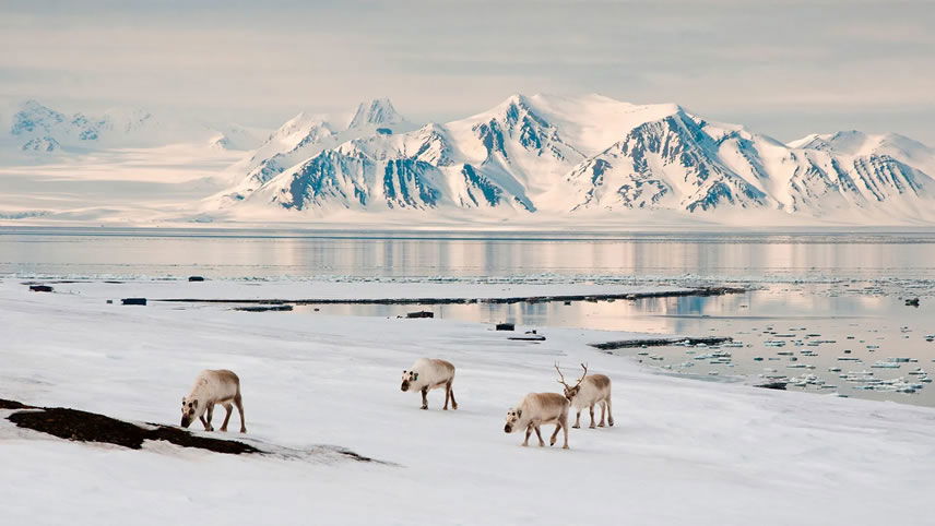 Spitsbergen Circumnavigation: A Rite of Passage