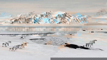 17 Day In the Ice of the Arctic, from Svalbard to Greenland (Ponant)