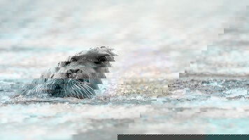 31 Day Svalbard Expedition, Iceland & Northeast Greenland (Seabourn)