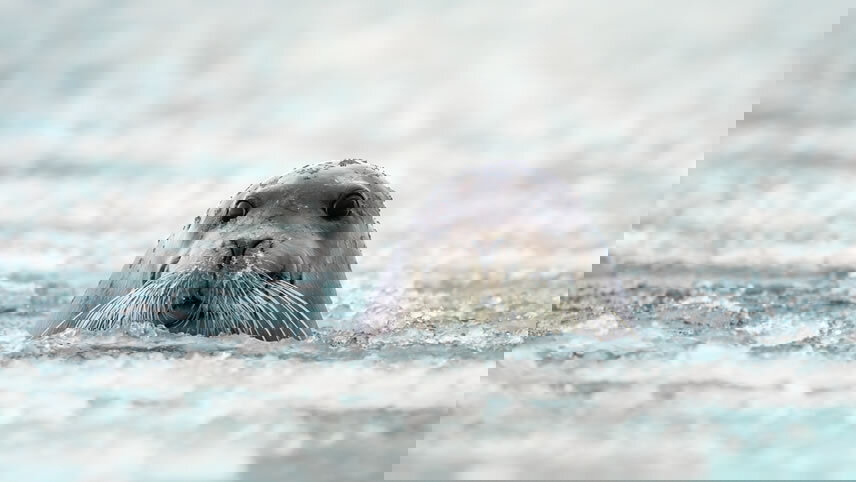 Svalbard Southern Region