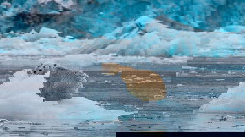 17 Day In the Ice of the Arctic, from Svalbard to Greenland (Ponant)