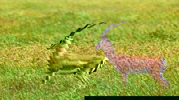 19 Day Journeys: Cape Town, Kruger & Namibia (G Adventures)