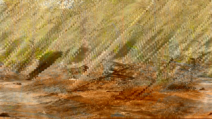 Kruger to Cape Explored