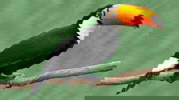 9 Day Natural Wonders of Costa Rica (Globus)