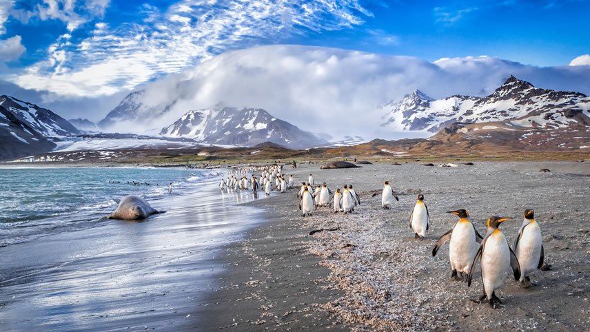 Life Returns - Springtime Expedition To Antarctica