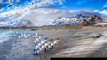 20 Day Falklands, South Georgia & Valdes Peninsula: In the Heart of the Wilderness (Ponant)