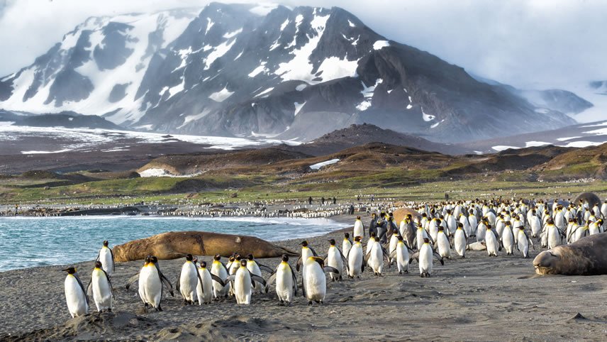 In-depth Antarctica, Falklands & South Georgia Expedition (Flights Included)