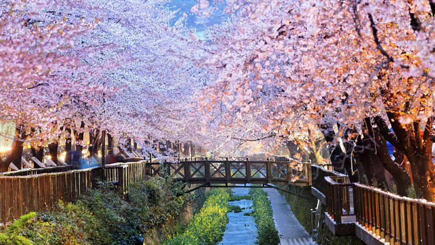 Walking Through Cherry Blossoms