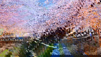 24 Day Grand Japan Cherry Blossoms (Princess)