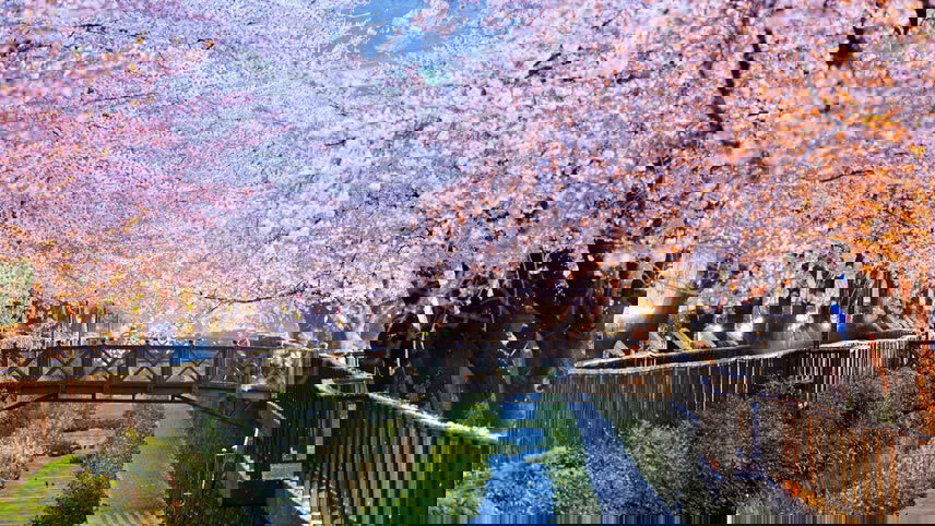 Grand Japan Cherry Blossoms