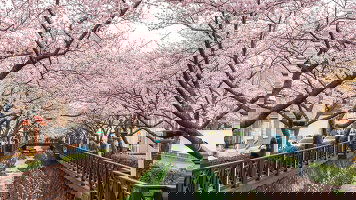 21 Day Grand Circle Japan Cherry Blossoms (Princess)