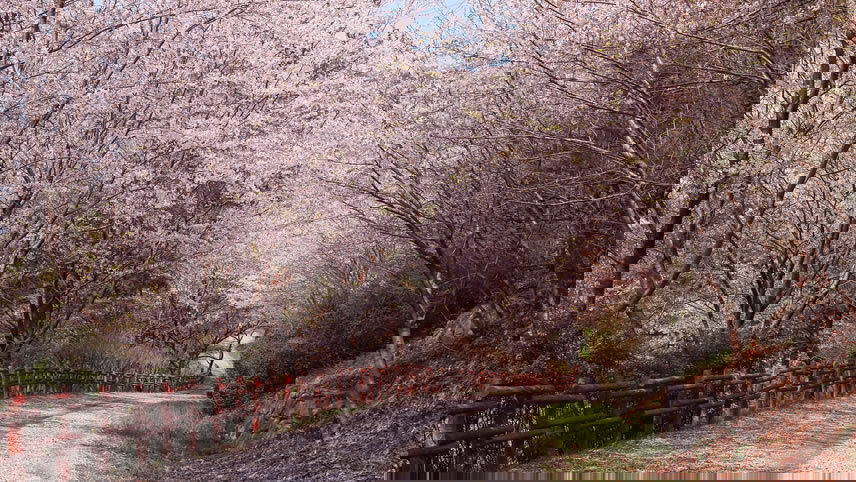 Walking Through Cherry Blossoms