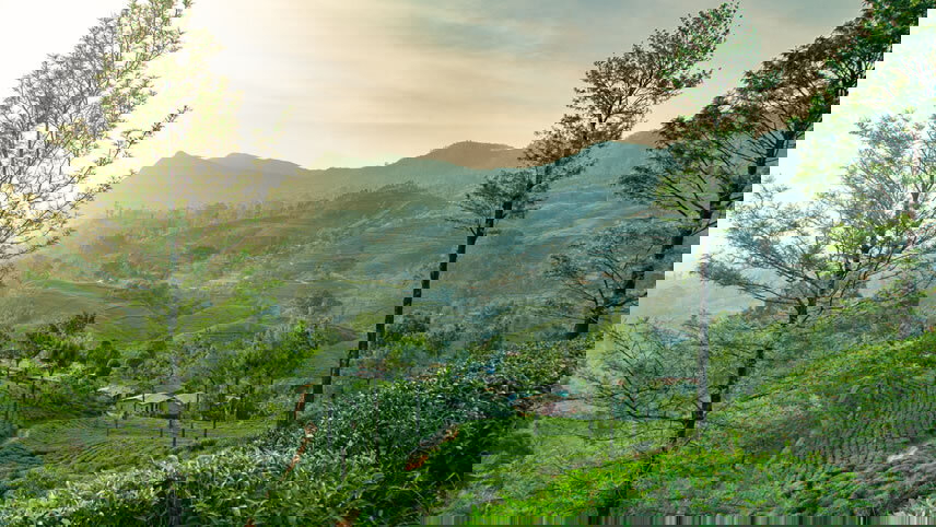 Sri Lanka Northeast Explorer