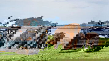 8 Day Sri Lanka Express (G Adventures)