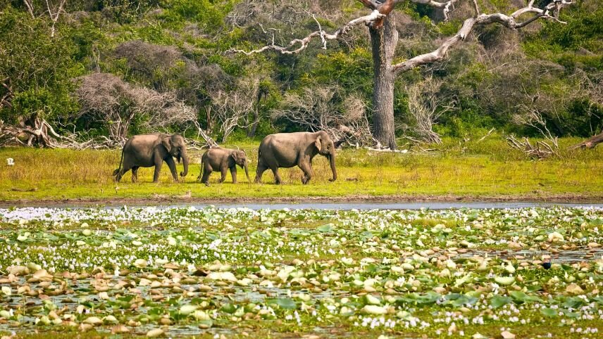 Sri Lanka: Ancient Capitals & Wild Kingdoms