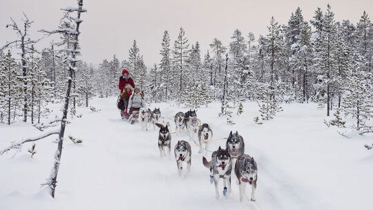 Ride with Huskies in Swedish Lapland