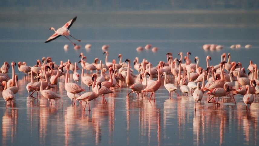 Ultimate Tour: In the Footsteps of the Great Migration