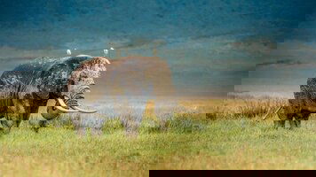 Tanzania Tours Tours