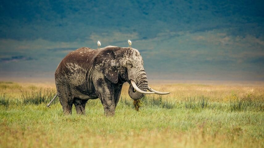 Ultimate Great Migration Safari