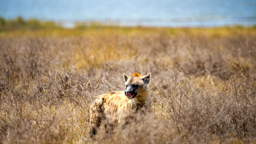 East Africa Private Safari with Nairobi