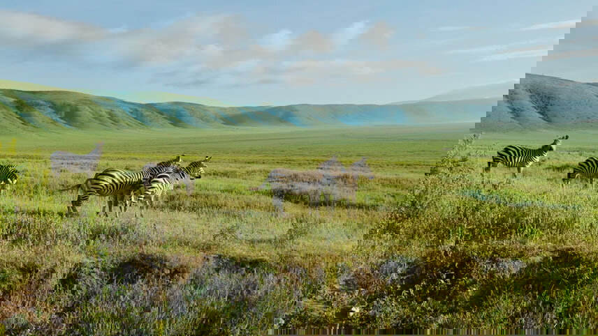 Mountain Gorilla Safari: Tanzania, Zanzibar & Rwanda