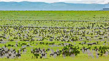 13 Day On Safari in Kenya & Tanzania with Zanzibar (Cosmos)