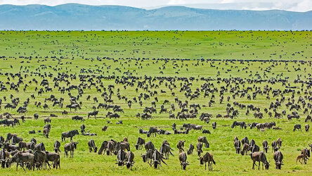 Safari Drives and Sunrise on the Serengeti