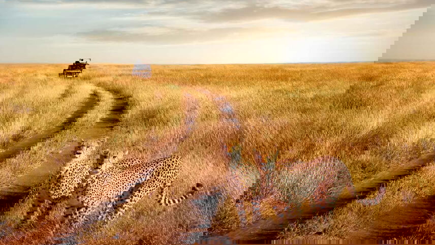 Mountain Gorilla Safari: Tanzania, Zanzibar & Rwanda