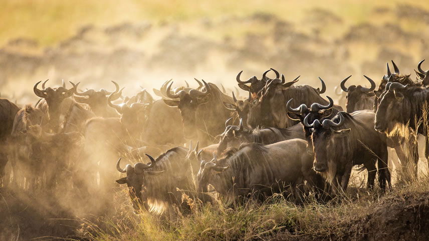Wildebeest herd on the Serengeti, Tanzania