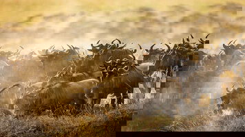 14 Day Kenya & Tanzania: The Safari Experience (Globus)