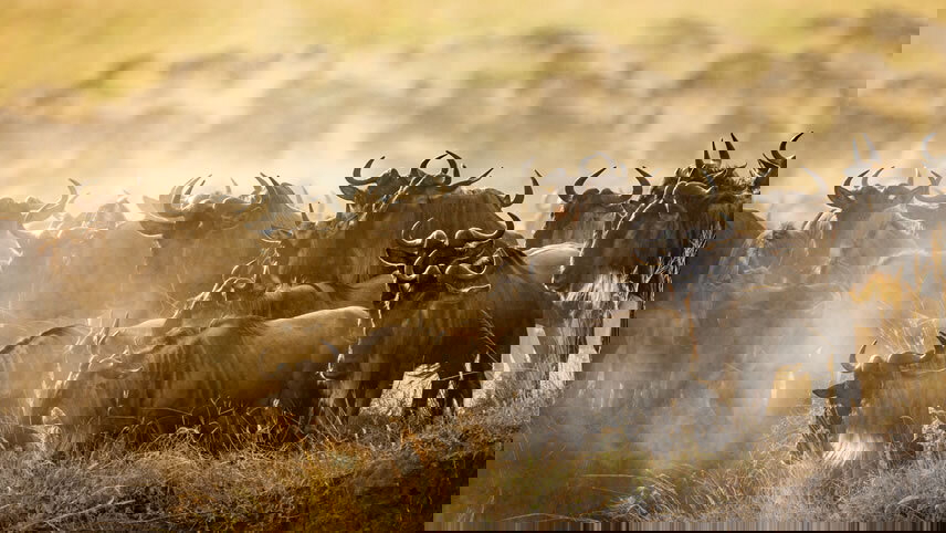 Kenya & Tanzania: The Safari Experience