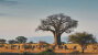 Tarangire National Park